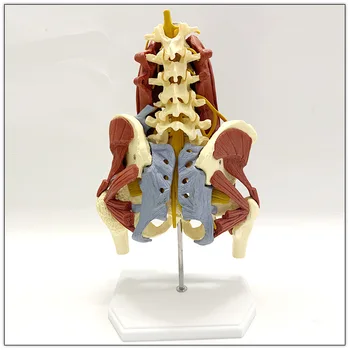 1:1 Yaşam Boyutu Anatomi Lomber Vertebra Hayati Kasları Pelvik Kas Modeli Omurga İskelet Çıkıntı Intervertebral Disk